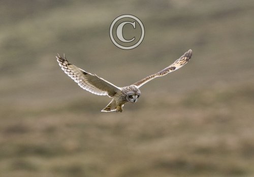Short Eared Owl in Flight DM0910